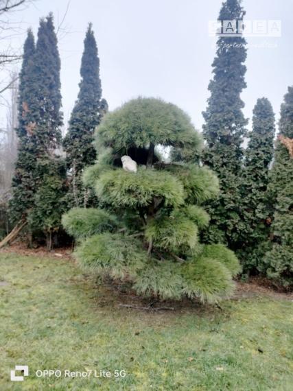 Výrazne znížená cena....Jedinečný rodinný dom v Šali/Veči
