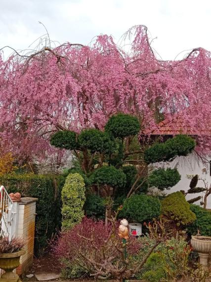 Výrazne znížená cena....Jedinečný rodinný dom v Šali/Veči