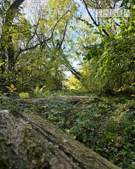 Stavebný pozemok v lese. 2269m2 Tomášikovo