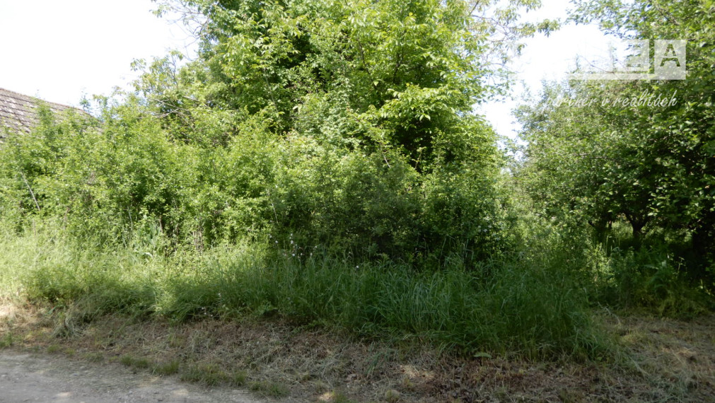 Vinica na predaj, 2500 m2, Farná, okr. Levice