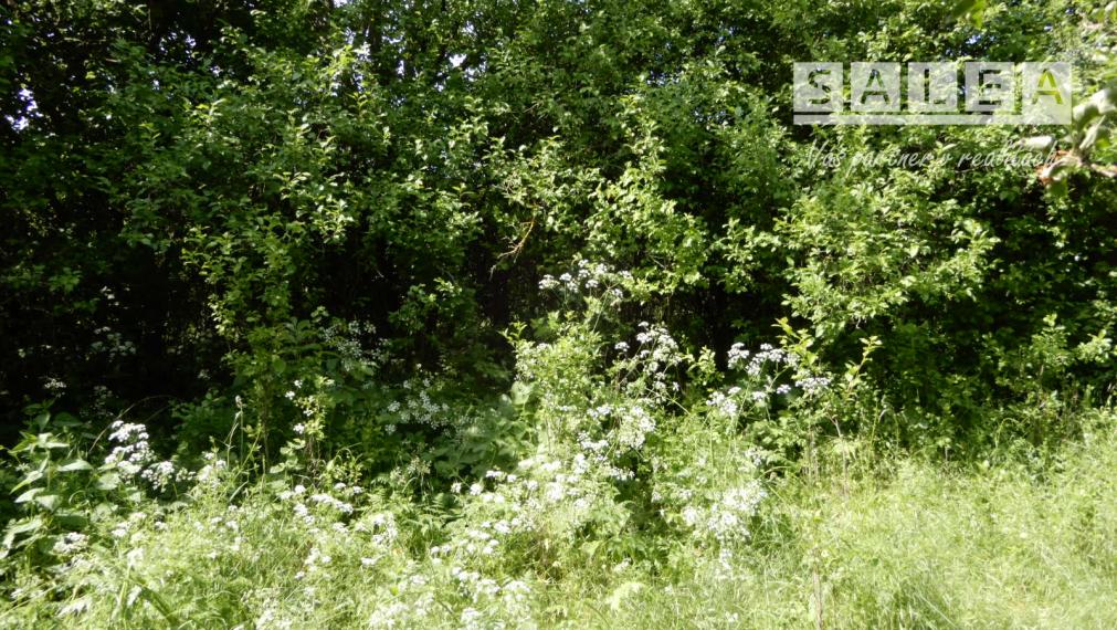 Vinica na predaj, 2500 m2, Farná, okr. Levice