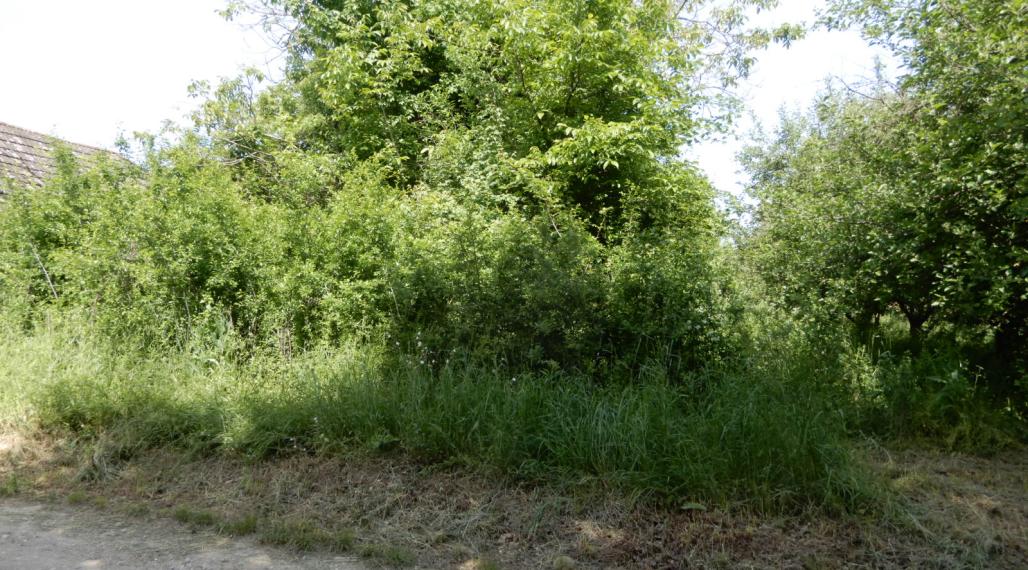 Vinica na predaj, 2500 m2, Farná, okr. Levice