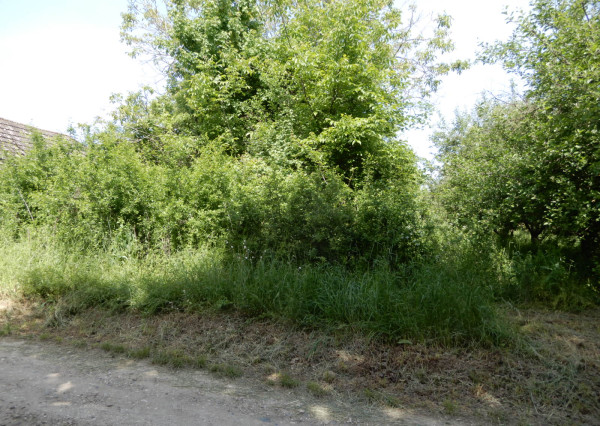 Vinica na predaj, 2500 m2, Farná, okr. Levice