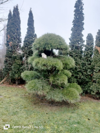 Na predaj rodinný dom v Šali/Veči - fotografia 6