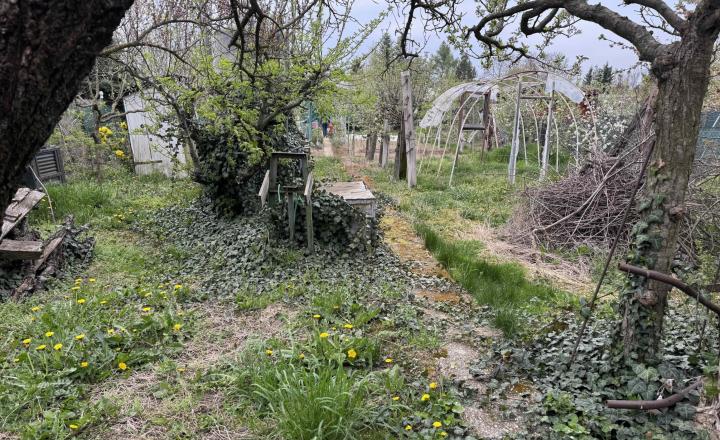 Záhrada na predaj Šaľa pri tenisových kurtoch 298 m2 - fotografia 8